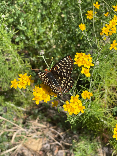 iNaturalist observation photo of Variable Checkerspot