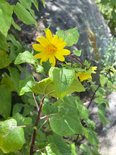 iNaturalist observation photo of canyon sunflower