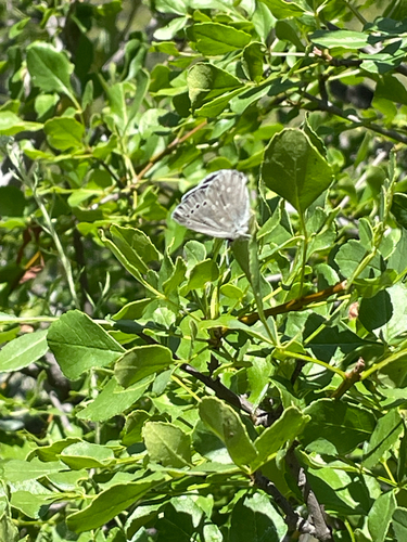 iNaturalist observation photo of Typical Blues