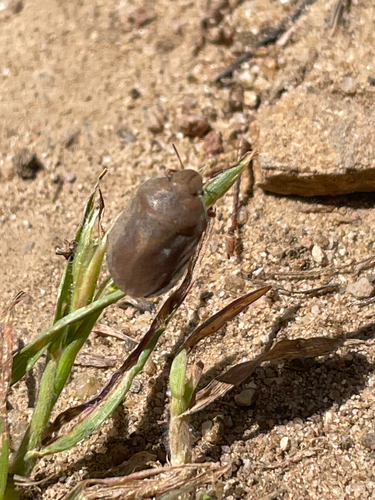 iNaturalist observation photo of Stink Bugs, Shield Bugs, and Allies