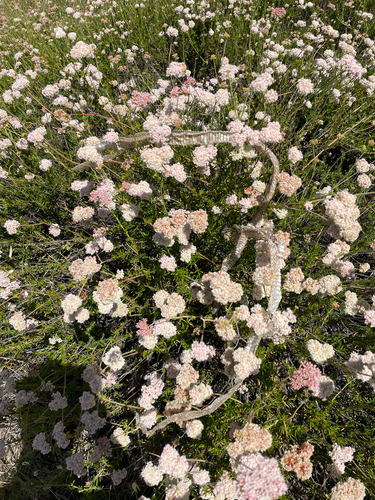 iNaturalist observation photo of California Buckwheat