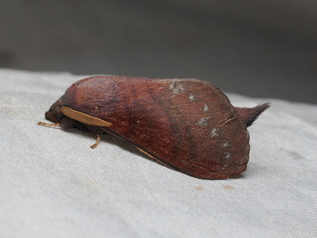 Kunugia brunnea