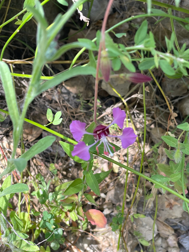 iNaturalist observation photo of Elegant Clarkia