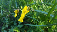 Narcissus cyclamineus