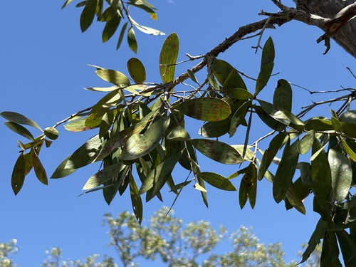 Melaleuca nervosa, photograph 4