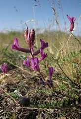 Oxytropis ammophila