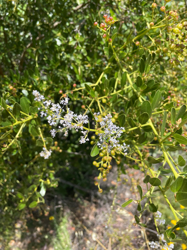 iNaturalist observation photo of greenbark ceanothus