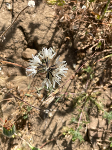 iNaturalist observation photo of Blow Wives