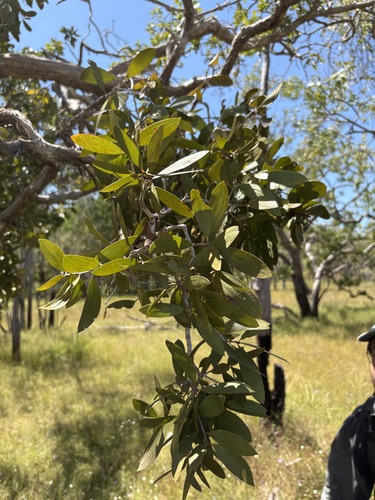 Melaleuca nervosa, photograph 6