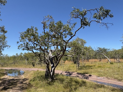 Melaleuca nervosa, photograph 5