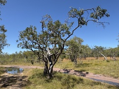 Melaleuca nervosa, photograph (c) Thomas Mesaglio, some rights reserved (CC BY)