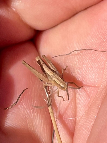 iNaturalist observation photo of Graceful Grasshopper