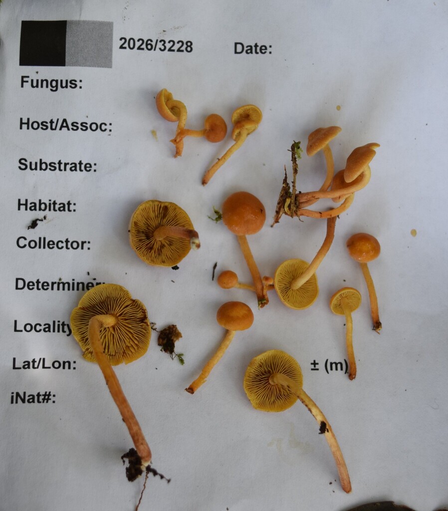 Hypholoma acutum · April 2026 · photo: © davidwhyte (iNaturalist, cc-by-sa)