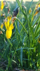 Narcissus cyclamineus