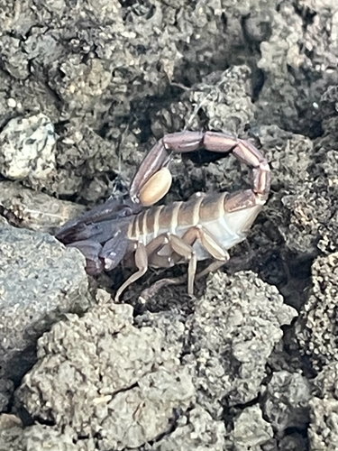 iNaturalist observation photo of Kovarikia angelena