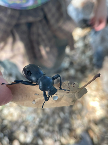iNaturalist observation photo of Coelocnemis magna