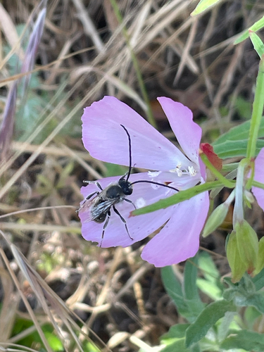 iNaturalist observation photo of Longhorn Bees