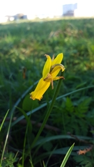 Narcissus cyclamineus