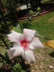 Hibiscus rosa-sinensis