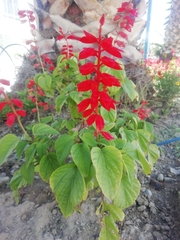 Salvia