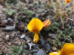 Adesmia schickendantzii