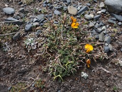 Adesmia schickendantzii