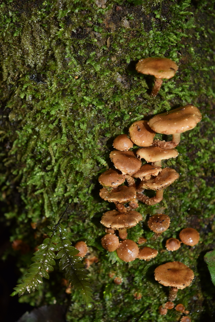 Pholiota subflammans · April 2026 · photo: © davidwhyte (iNaturalist, cc-by-sa)