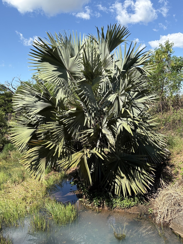 kè bạc – Bismarckia nobilis