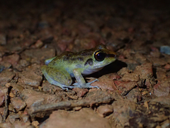 Pristimantis zeuctotylus