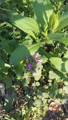 Lamium purpureum