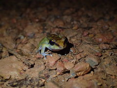 Pristimantis zeuctotylus