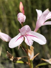 Disa gladioliflora gladioliflora