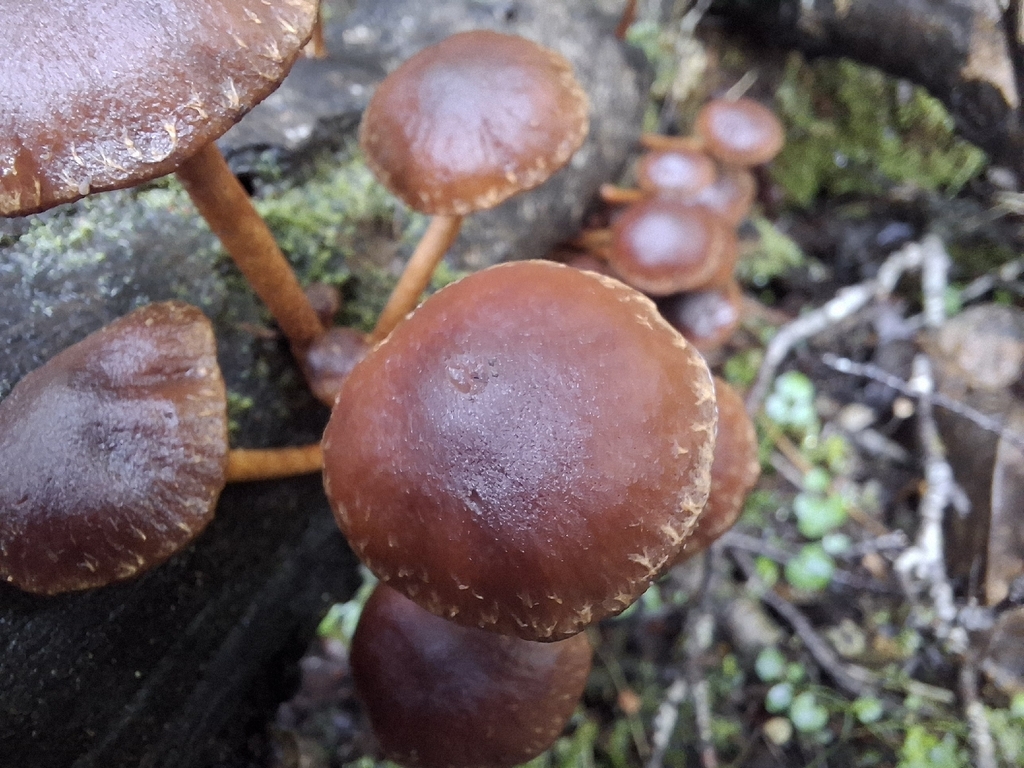 Hypholoma brunneum · April 2026 · photo: © armillariabianca (iNaturalist, cc0)