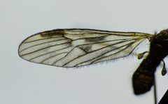 Amphineurus fatuus