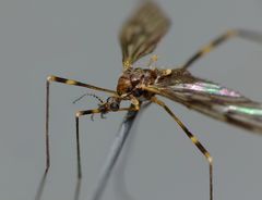 Amphineurus fatuus
