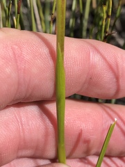 Disa gladioliflora gladioliflora