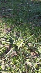 Ornithogalum refractum