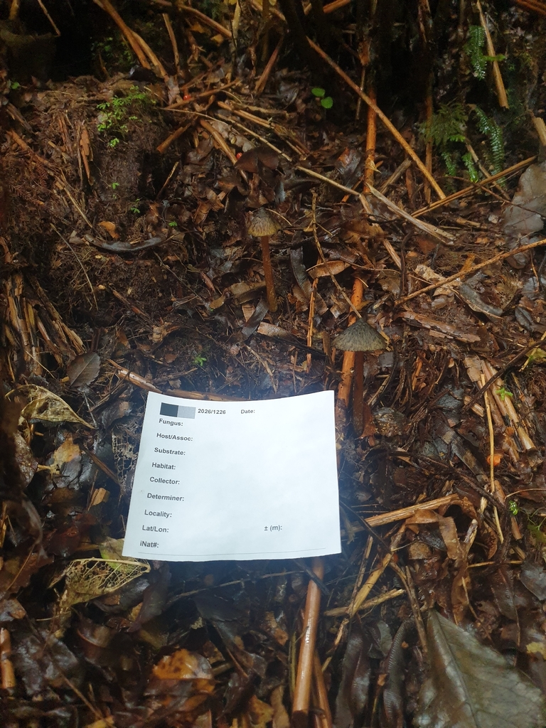 Hygrocybe astatogala · April 2026 · photo: © louisesheppard (iNaturalist, cc-by)