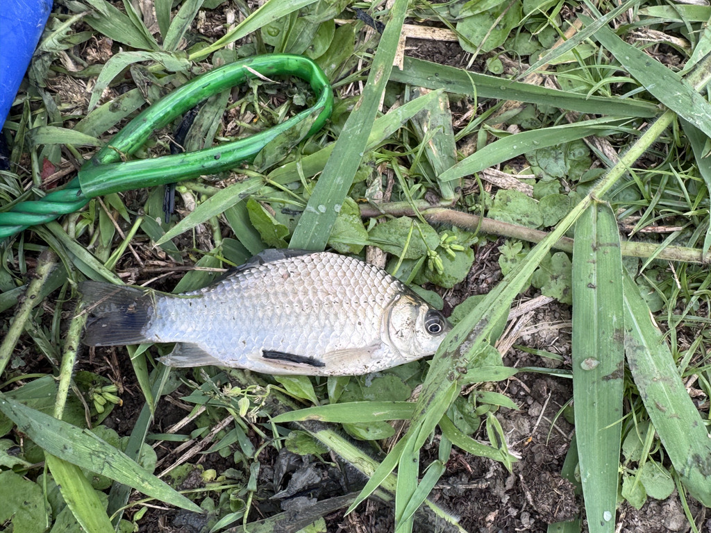 Japanese crucian carp (Carassius cuvieri) — Cyprinidae