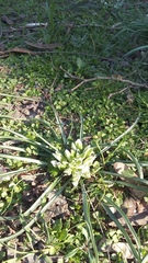 Ornithogalum refractum