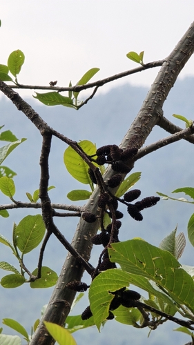 Alnus nepalensis, photograph 1