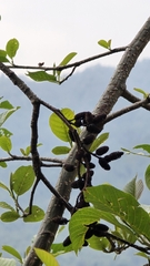 Alnus nepalensis
