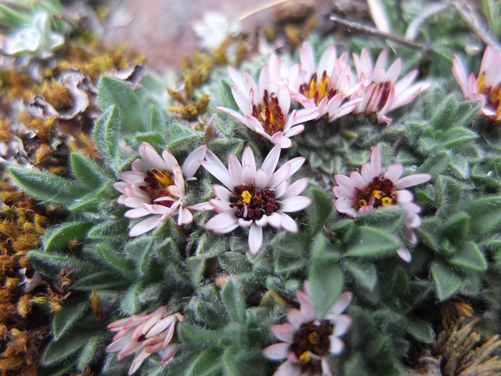 Erigeron rosulatus