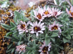 Erigeron rosulatus