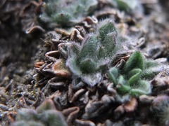 Erigeron rosulatus