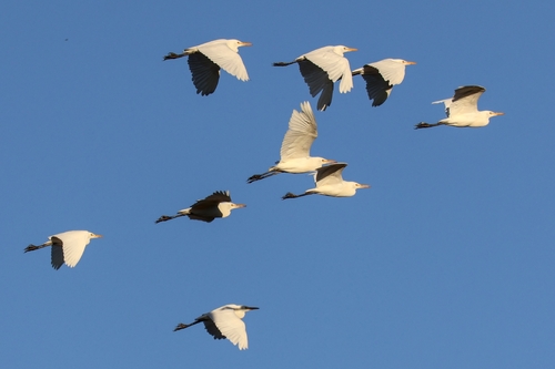 Eastern Cattle-Egret