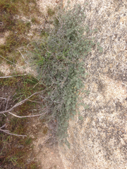 Acmispon argophyllus argophyllus