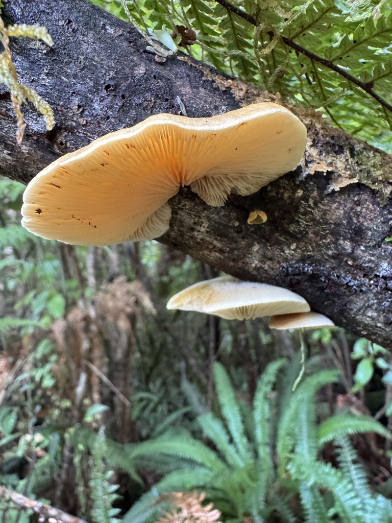 Crepidotus praecipuus · April 2026 · photo: © iandickie (iNaturalist, cc-by)