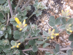 Acmispon argophyllus argophyllus