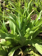 Hemerocallis fulva